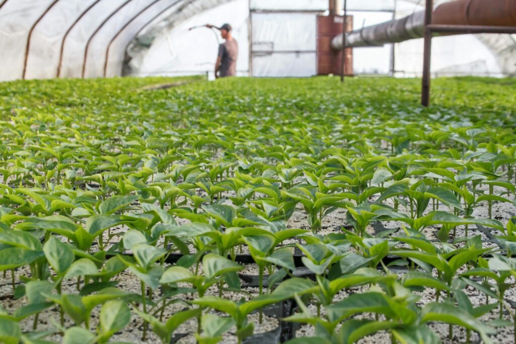 Dans le cadre d'une nouvelle campagne de reboisement, GEOFIT s'engage à planter 14 680 arbres sur l'île de Madagascar.