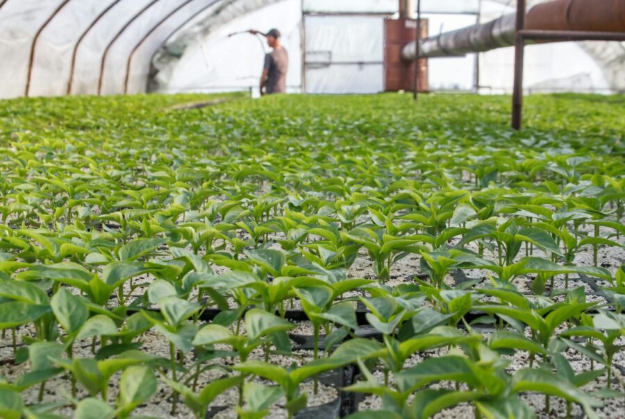 Dans le cadre d'une nouvelle campagne de reboisement, GEOFIT s'engage à planter 14 680 arbres sur l'île de Madagascar.