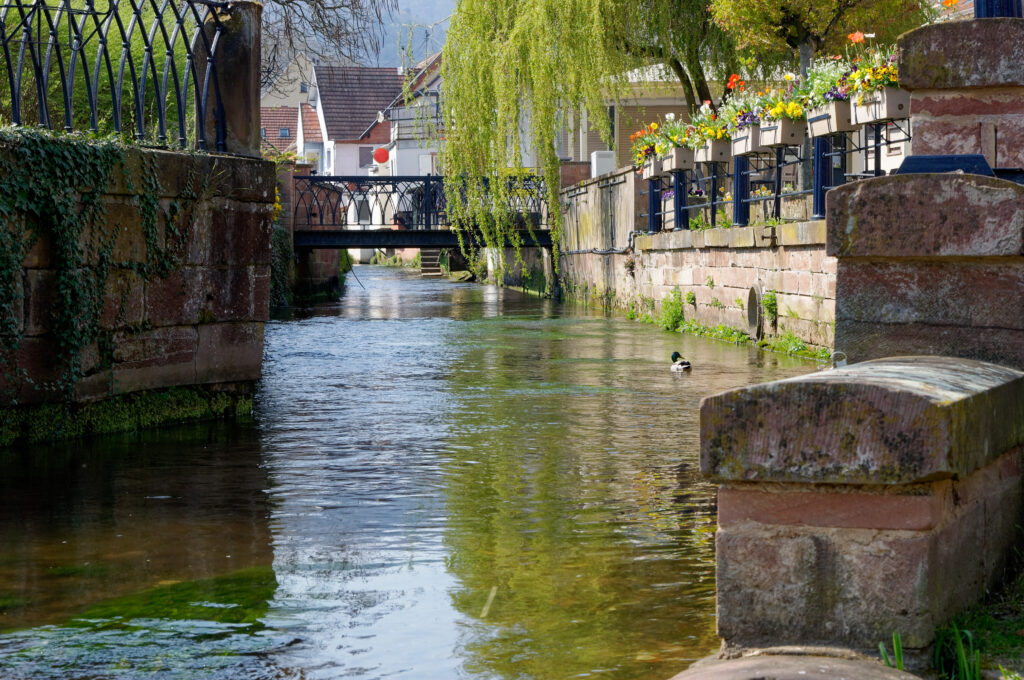Dans le programme de restauration du Falkensteinerbach et de ses affluents, GEOFIT intervient sur des missions de bathymétrie et de topographie.